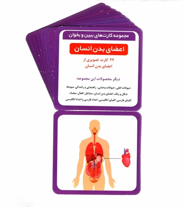 فلش کارت اعضای بدن انسان